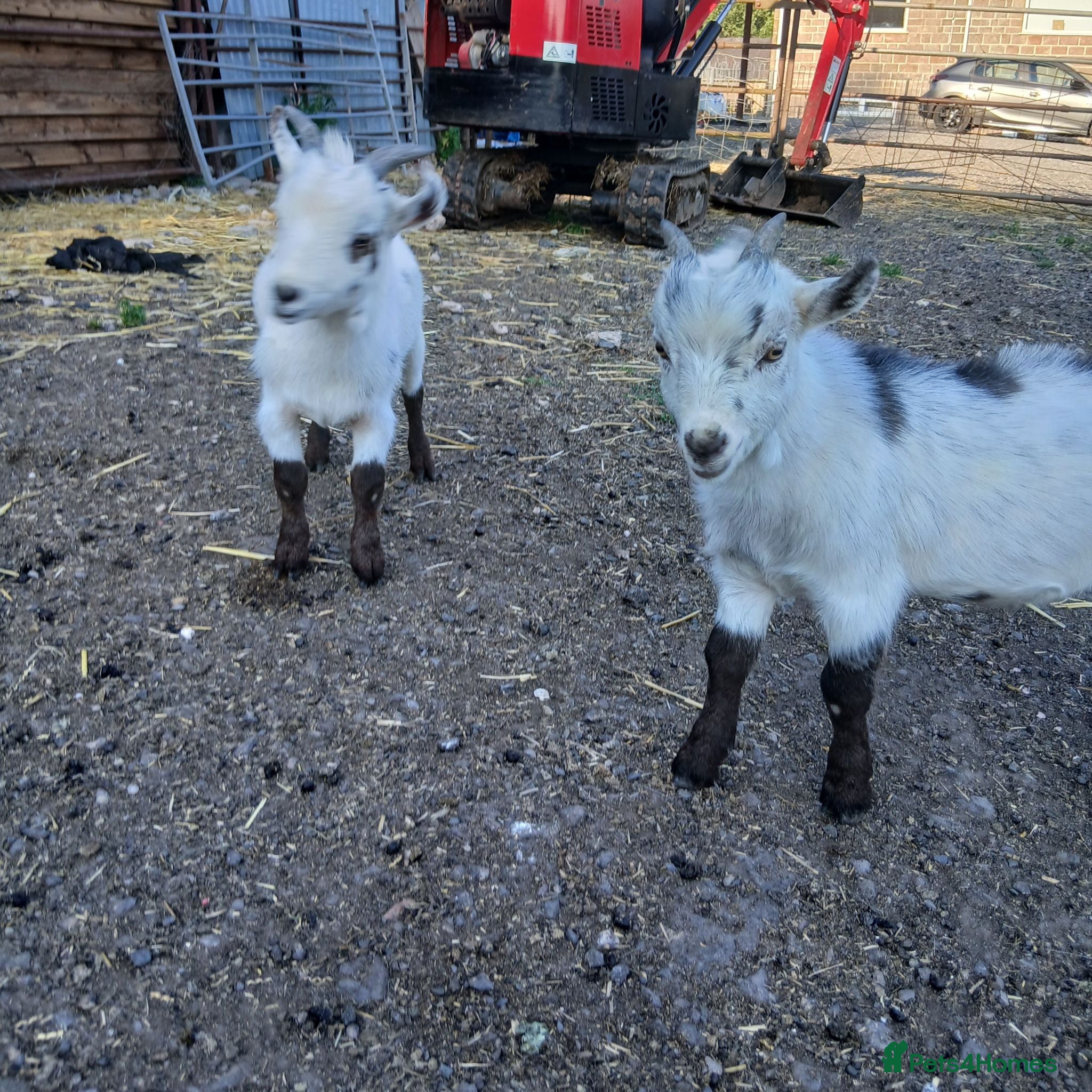 Goats livestock Male & Female Pygmy goats 16 weeks - Advert 2