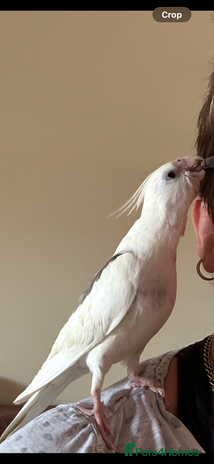 Cockatiels birds - Advert 3