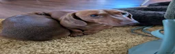 Miniature Dachshund dogs for stud: Miniature dachshund stud  - Advert 2