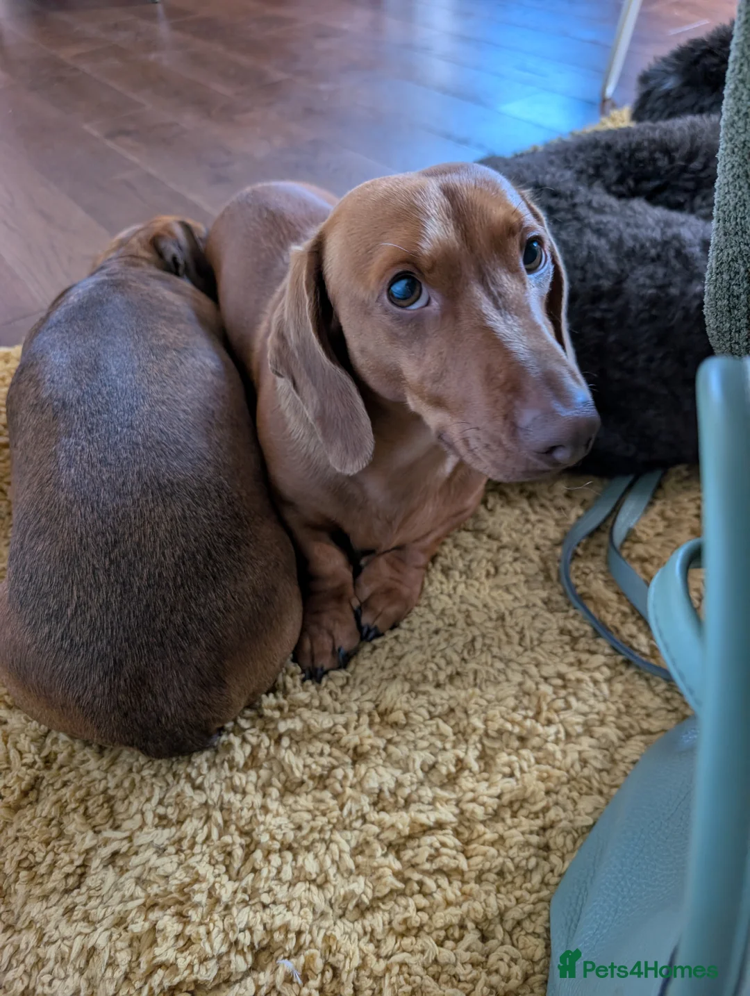 Miniature Dachshund dogs for stud: Miniature dachshund stud  - Advert 2