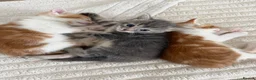 Mixed Breed cats for sale: 3 kittens  in Ipswich - Advert 1