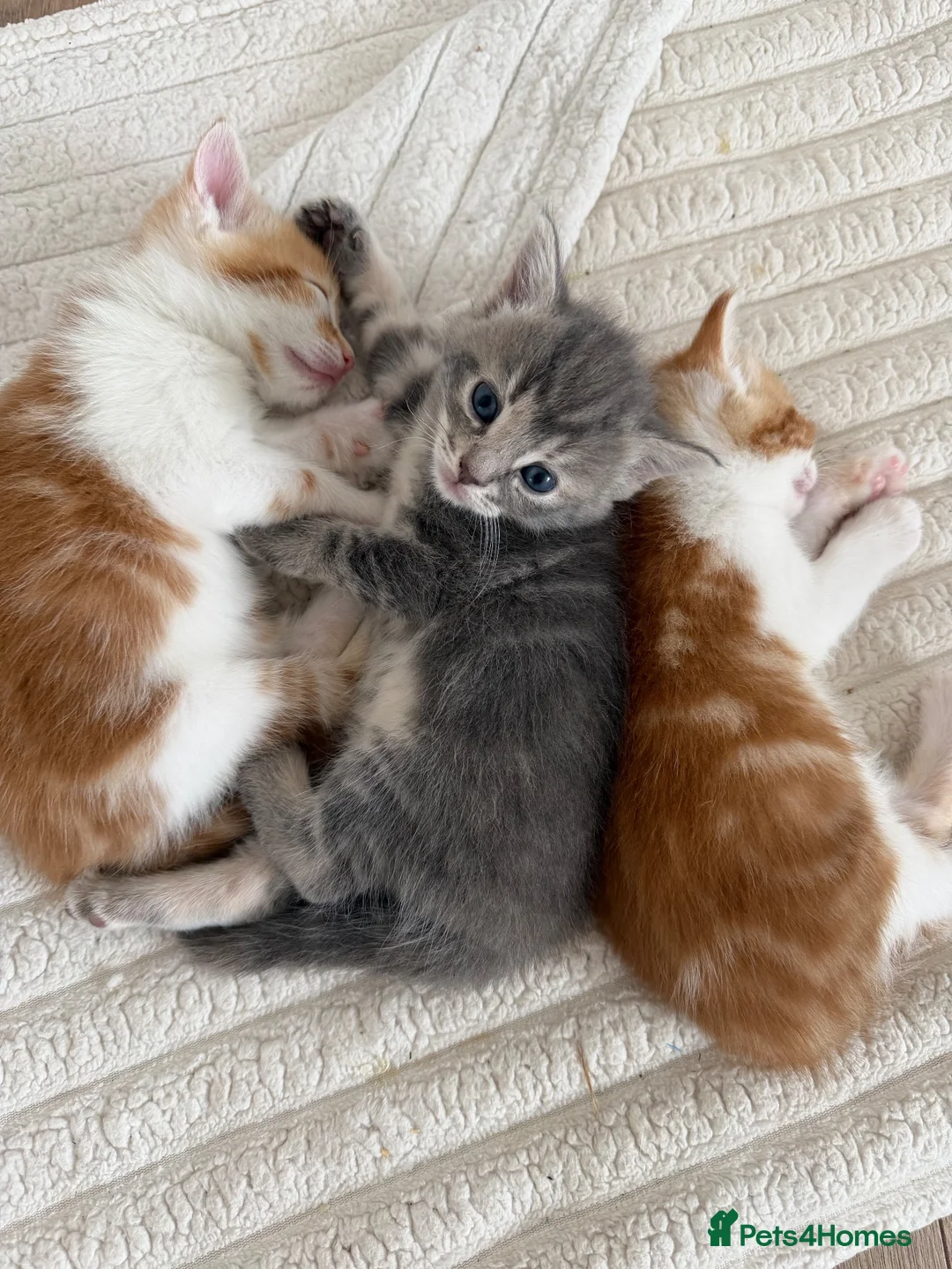 Mixed Breed cats for sale: 3 kittens  in Ipswich - Advert 1