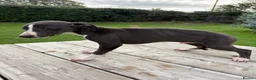 Whippet dogs for sale: Whippet pups  - Advert 7