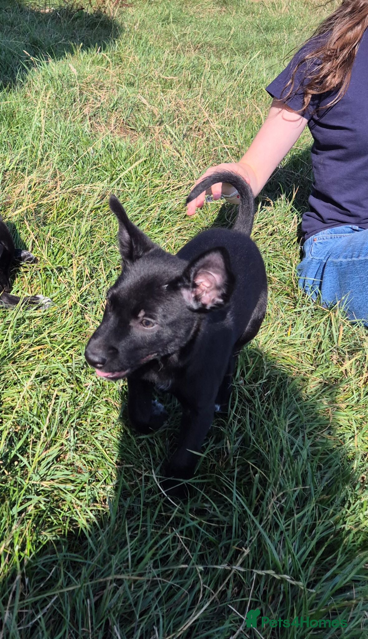 Mixed Breed dogs Kelpie cross collie puppies. 1 male available  - Advert 12