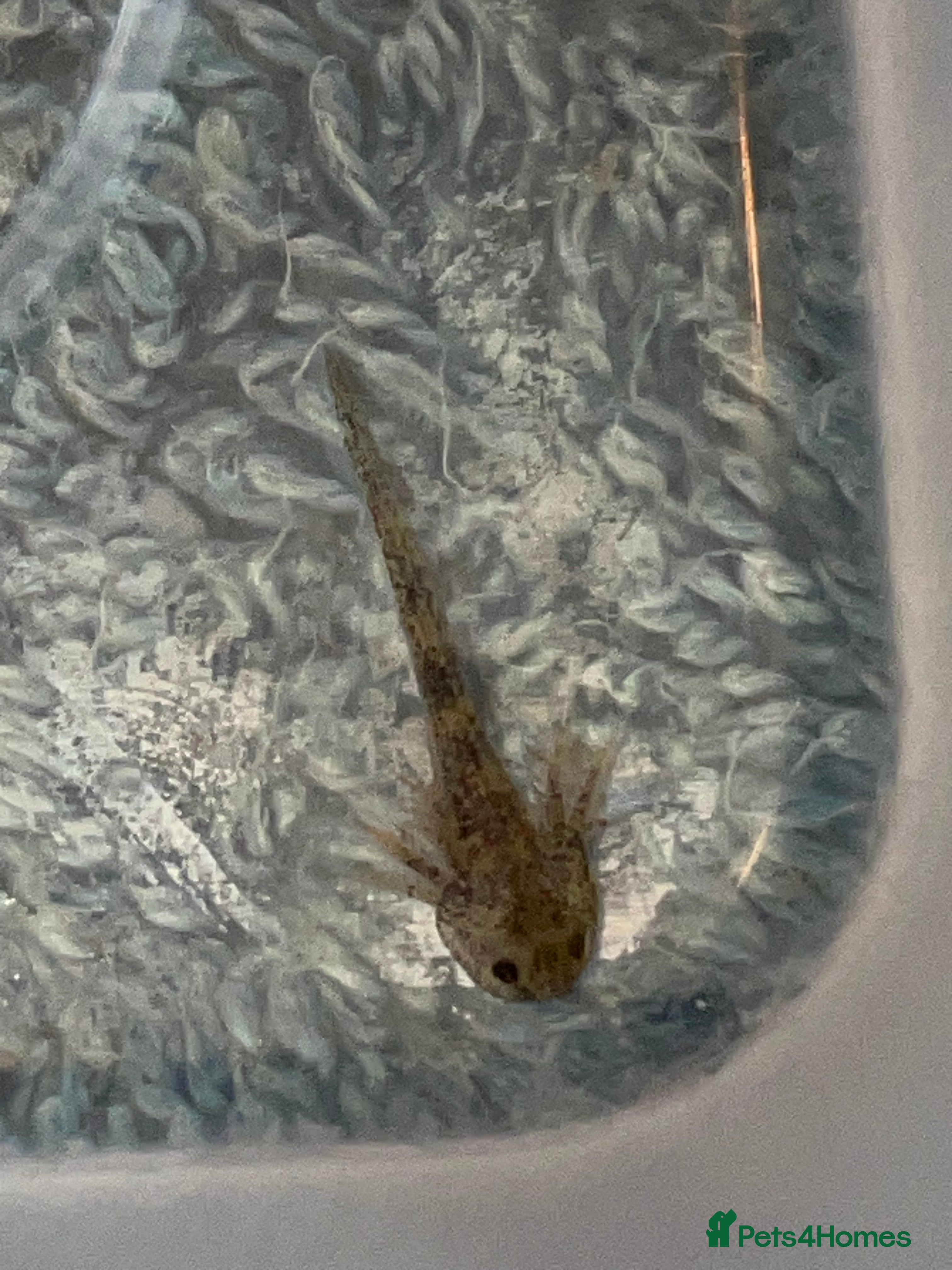 Axolotl reptiles Axolotl babies - Advert 1