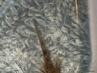 Axolotl reptiles Axolotl babies - Advert 17