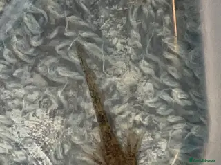 Axolotl reptiles Axolotl babies - Advert 6