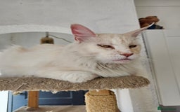 Maine Coon cats for sale: RE-HOMING  - Image 3