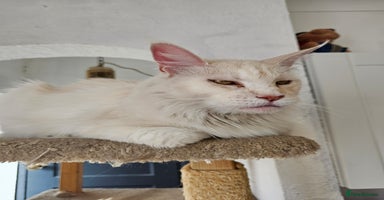 Maine Coon cats - Advert 12
