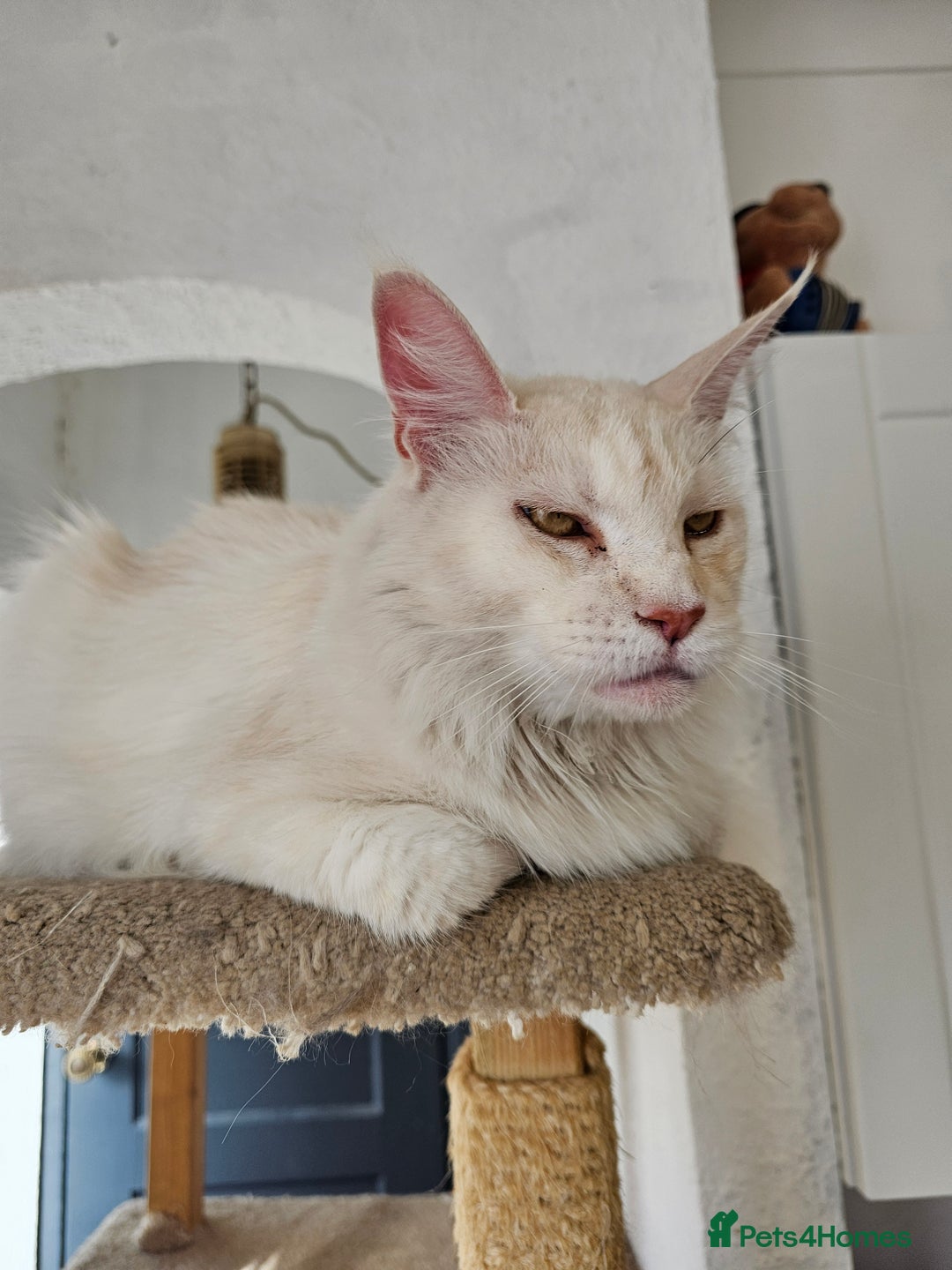 Maine Coon cats for sale: RE-HOMING  - Image 3