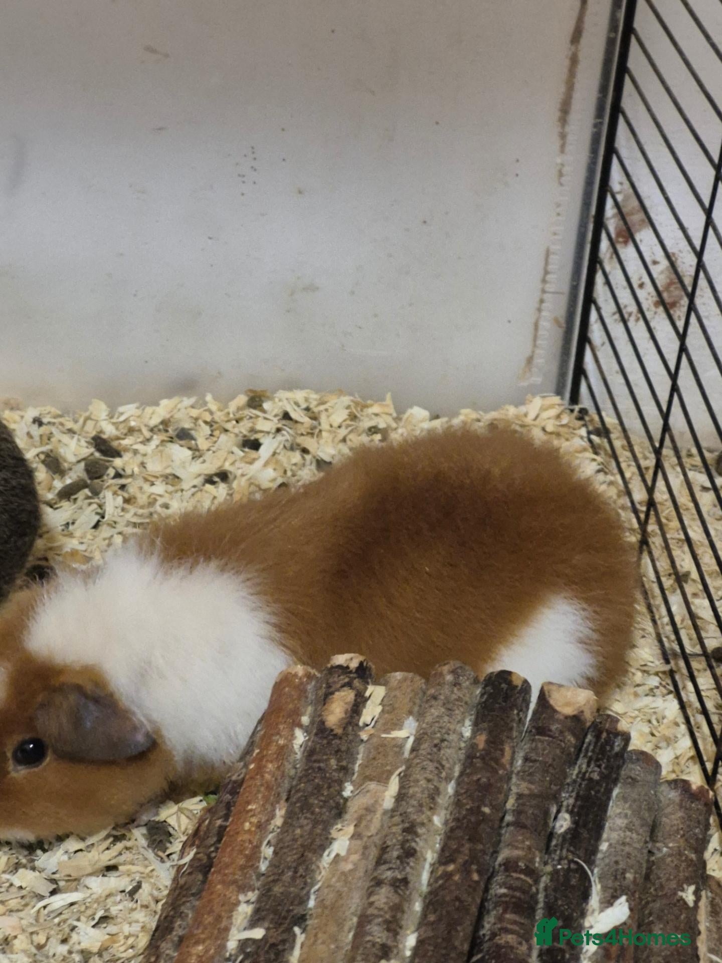Guinea Pig rodents for sale: Only Boars ready now! - Advert 9