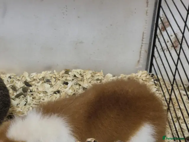 Guinea Pig rodents for sale: Only Boars ready now! - Advert 1