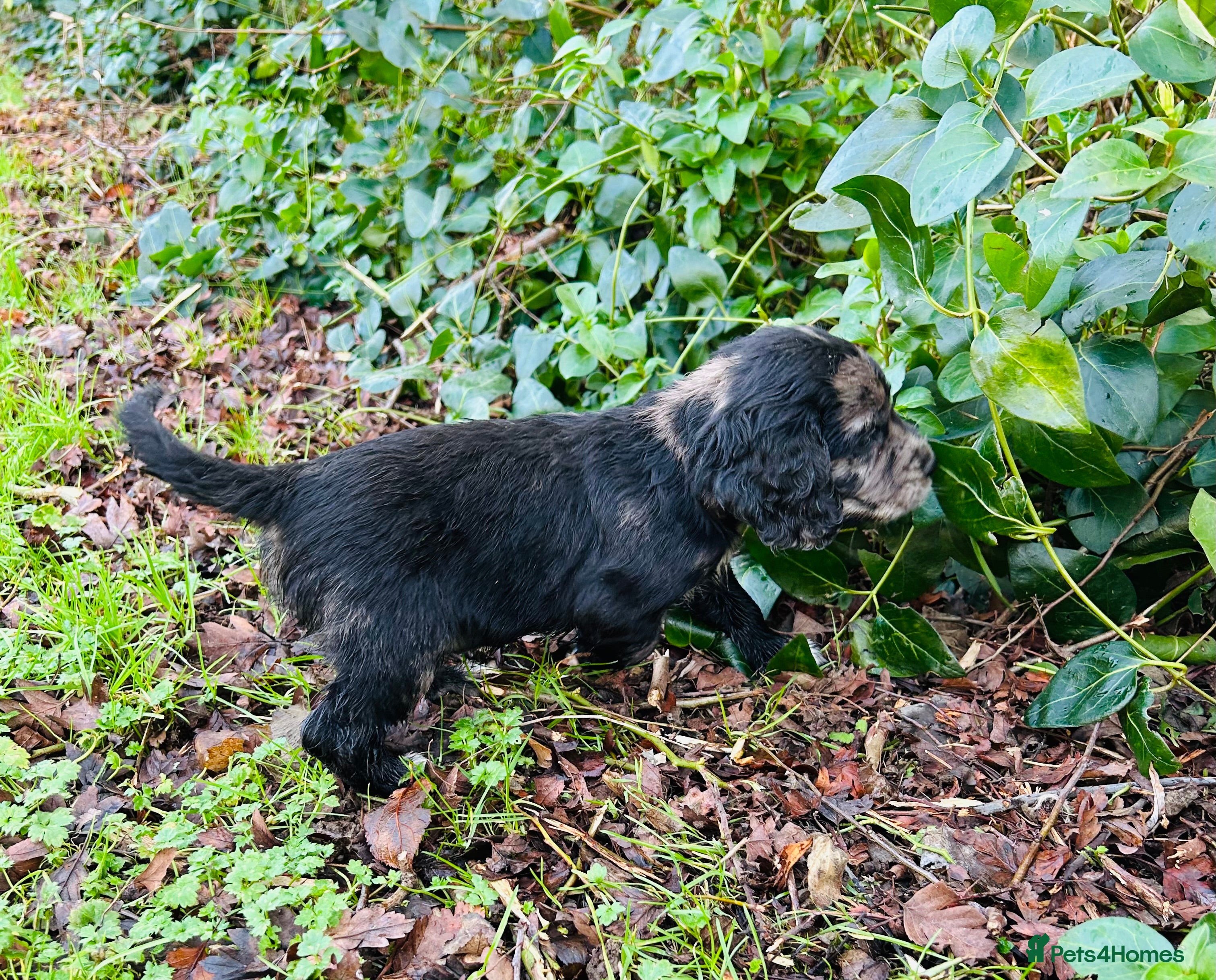 Cocker Spaniel dogs STUNNING WORKING COCKER SPANIEL PUPS - Advert 7