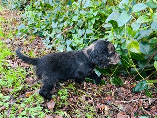 Cocker Spaniel dogs STUNNING WORKING COCKER SPANIEL PUPS - Advert 7