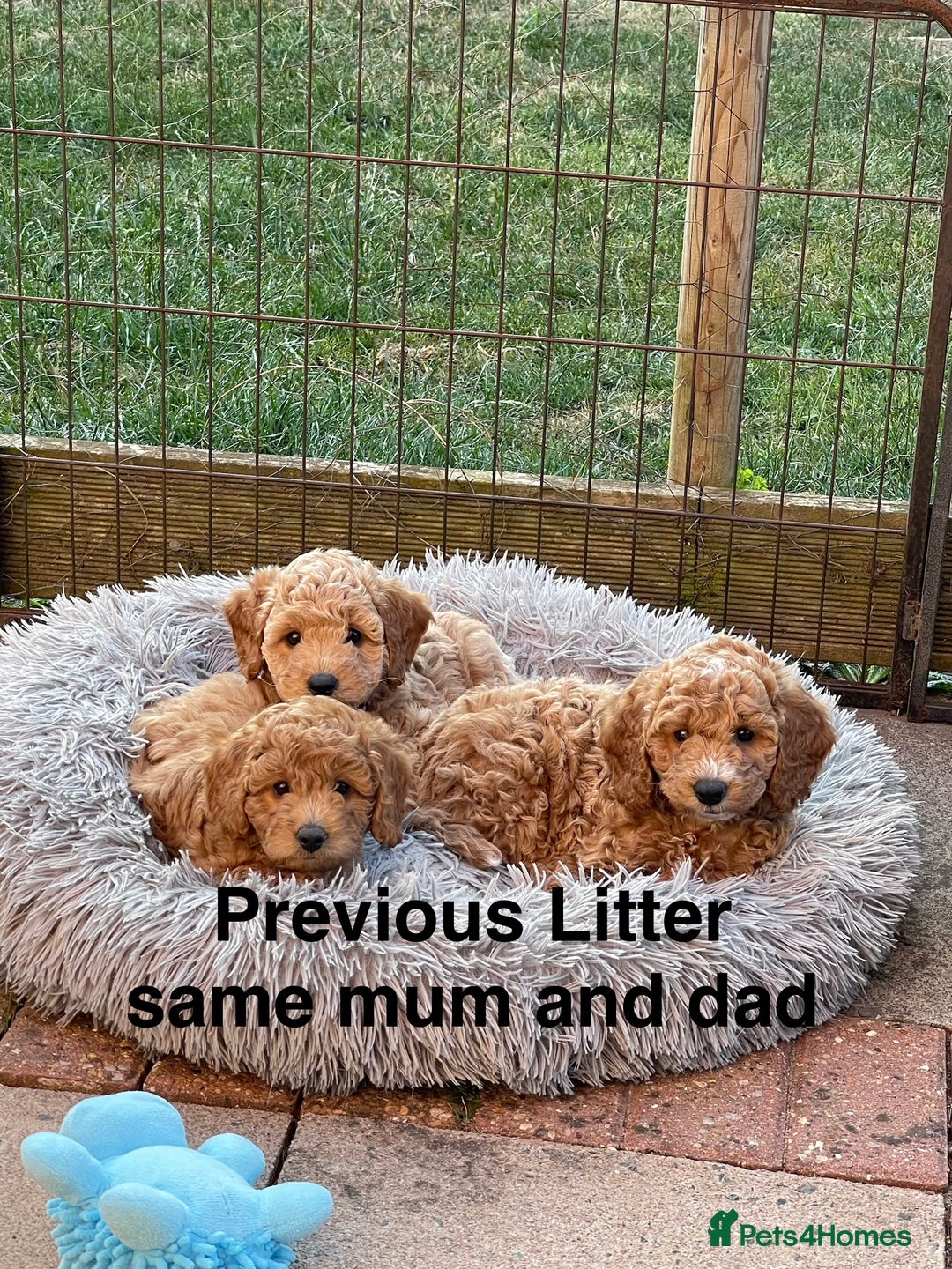 Cockapoo dogs for sale: Cockapoo puppies - Advert 11