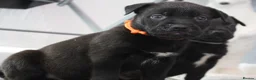 Mixed Breed dogs for sale: 🧬Bull herders🧬 - Advert 5