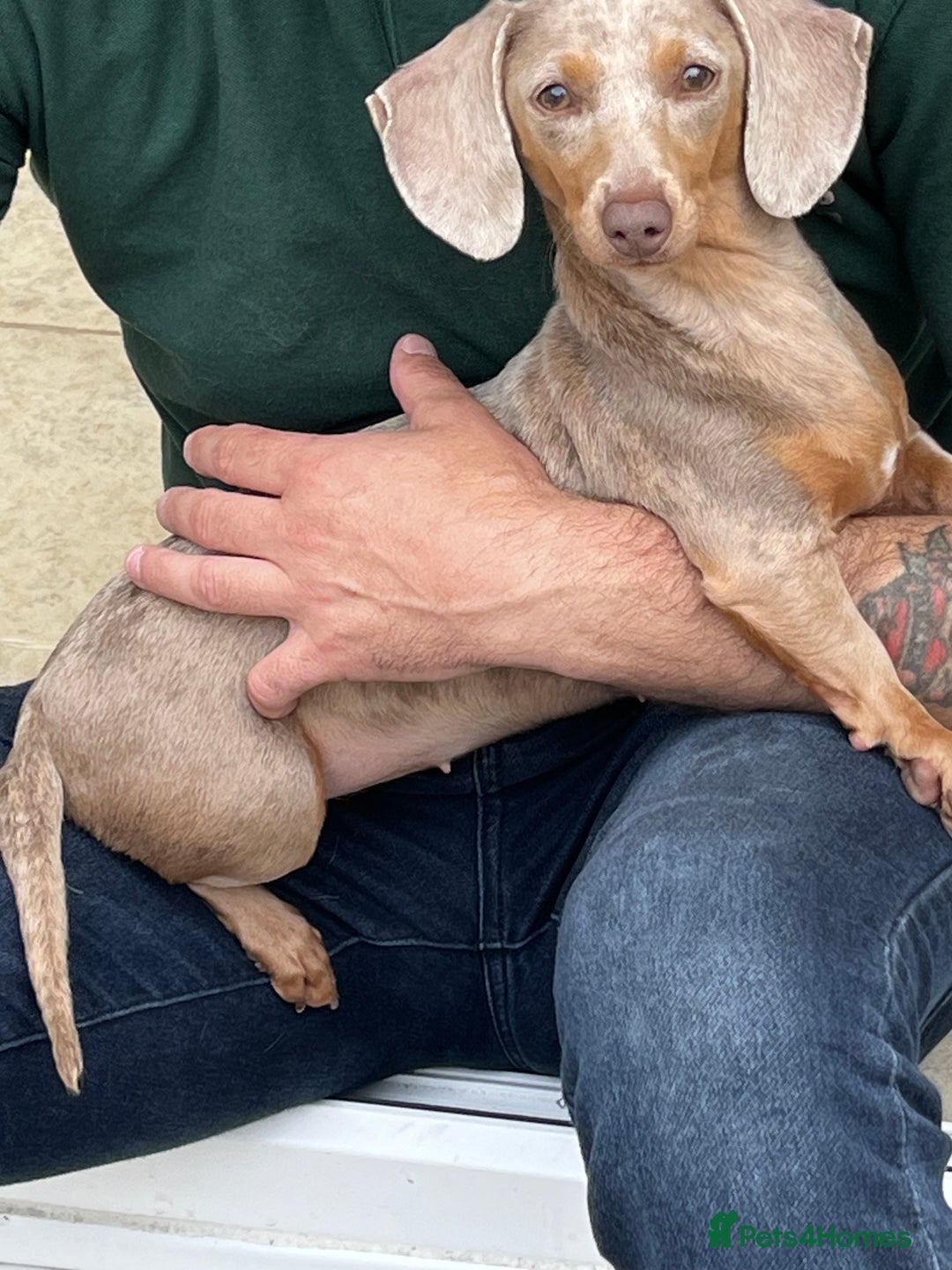 Miniature Dachshund dogs for sale: Isabella Miniture dachshund  - Image 1