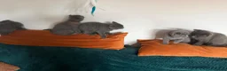 British Shorthair cats for sale: Blue BSH kittens looking new home - Advert 14