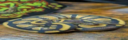 Python Snake reptiles for sale: Enchi stranger 100% het clown  - Advert 3