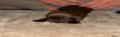Cocker Spaniel 8