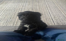 Cockapoo dogs for sale: Friendly energetic cockapoo  - Image 1