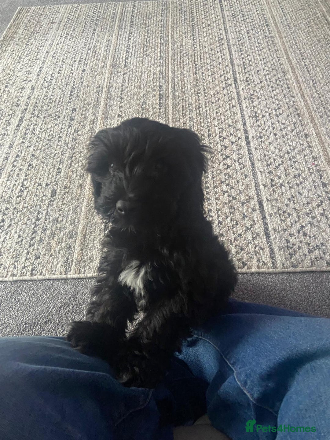 Cockapoo dogs for sale: Friendly energetic cockapoo  - Image 1