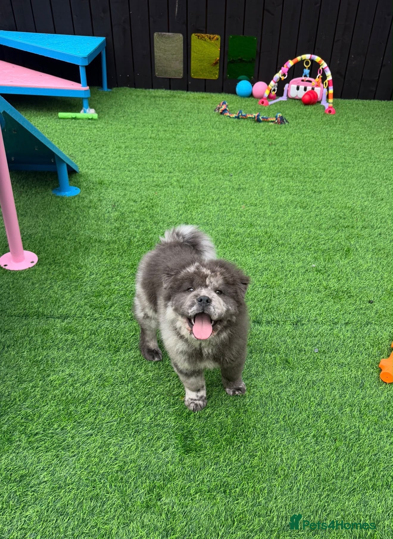 Chow Chow dogs Outstanding rare blue Merle male chowski puppy - Advert 2