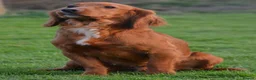 Cocker Spaniel dogs for sale: Dark Golden Cocker Spaniels  - Advert 5