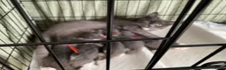 Maine Coon cats for sale: Xxl Maine coon kittens - Advert 7