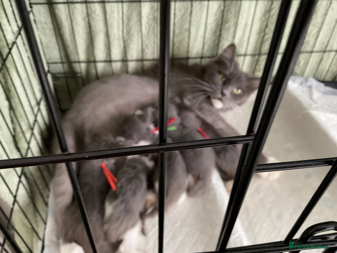 Maine Coon cats for sale: Xxl Maine coon kittens - Advert 7