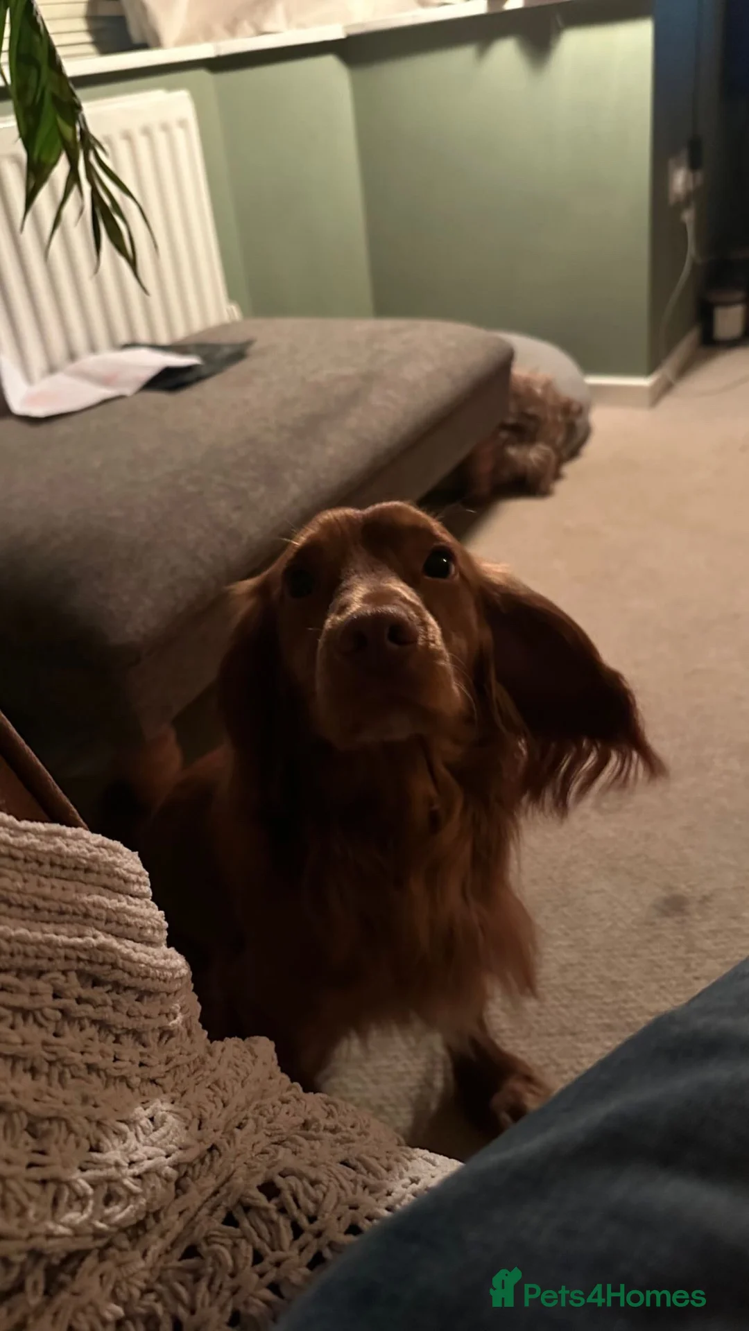 Cocker Spaniel dogs for sale: Rehoming my Wonderful Spaniel - Advert 3
