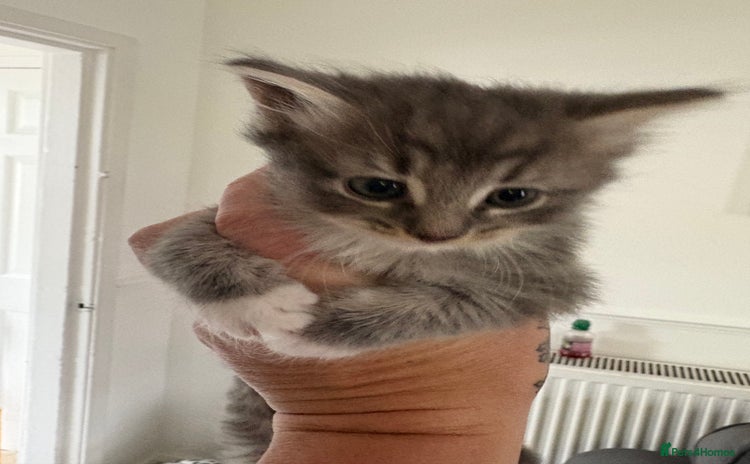 Domestic Shorthair cats - Advert 2