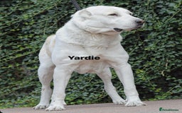 Central Asian Shepherd dogs for stud: 5⭐️RATED LICENSED, SERBIA IMPORT @ STUD  - Image 2