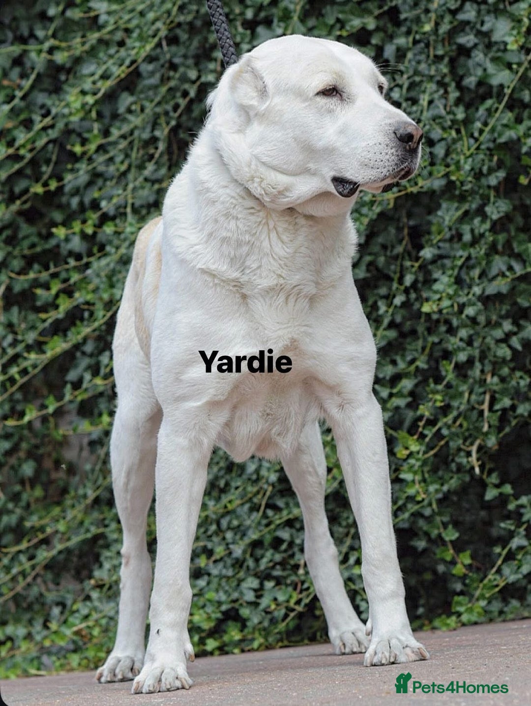Central Asian Shepherd dogs for stud: 5⭐️RATED LICENSED, SERBIA IMPORT @ STUD  - Image 2