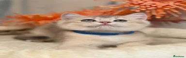 British Shorthair 2