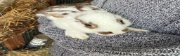 Mixed Breed rabbits for sale: Beautiful Mixed Breed Baby Rabbits  - Advert 11