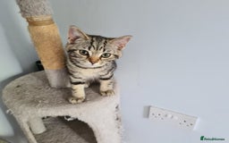 Scottish Fold cats for sale: Urgent sale of Scottish Fold kitten in London - Image 9