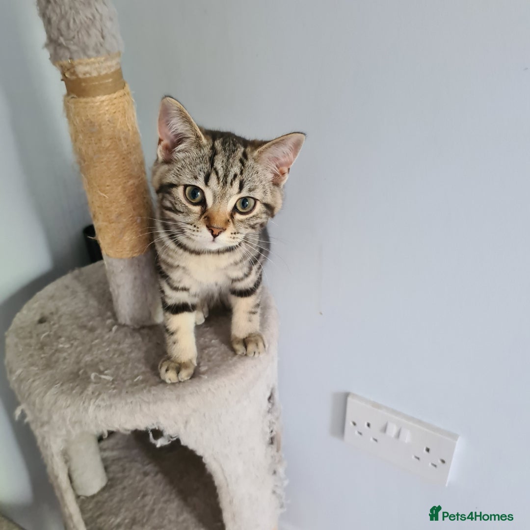 Scottish Fold cats for sale: Urgent sale of Scottish Fold kitten in London - Image 9
