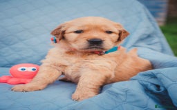 Golden Retriever dogs for sale: Golden Retriever Puppies KC Dad  - Image 18