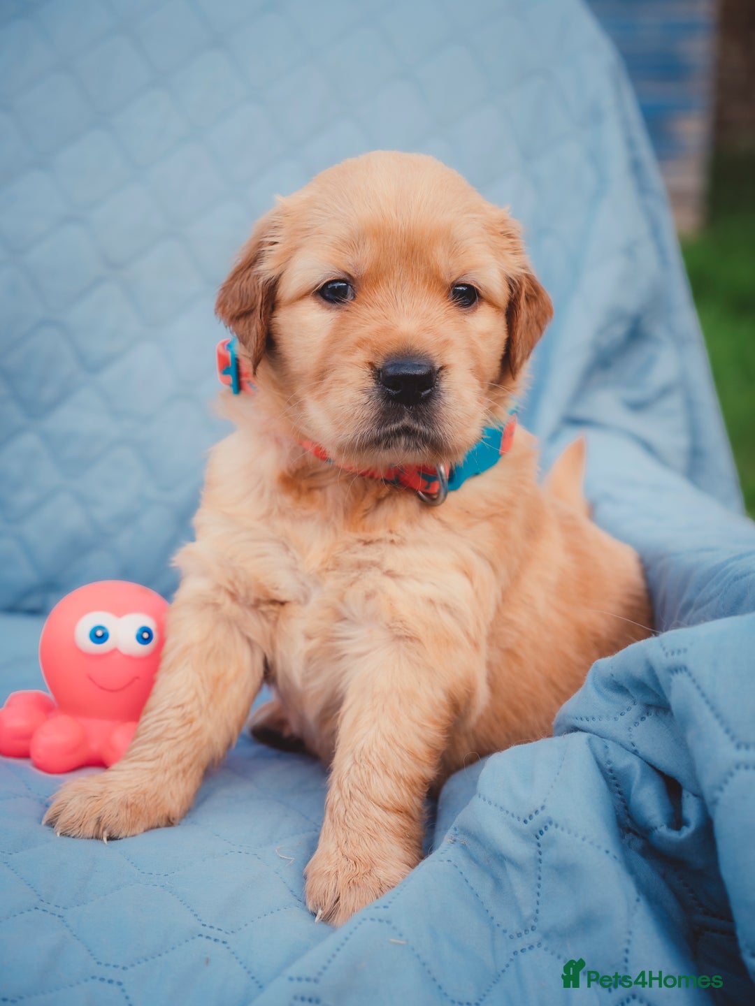 Golden Retriever dogs for sale: Golden Retriever Puppies KC Dad  - Image 18