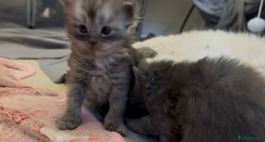 Perdoll cats PERDOLL KITTENS FOR SALE - Advert 2