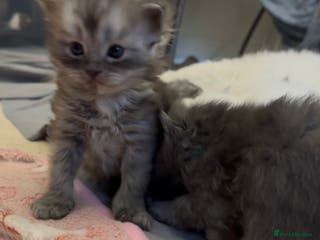 Perdoll cats PERDOLL KITTENS FOR SALE - Advert 2