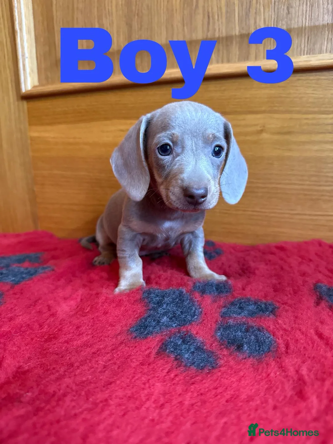 Miniature Dachshund dogs for sale: Lovely Purebred Miniature Dachshund Puppies - Advert 1