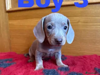 Miniature Dachshund dogs Lovely Purebred Miniature Dachshund Puppies - Advert 4