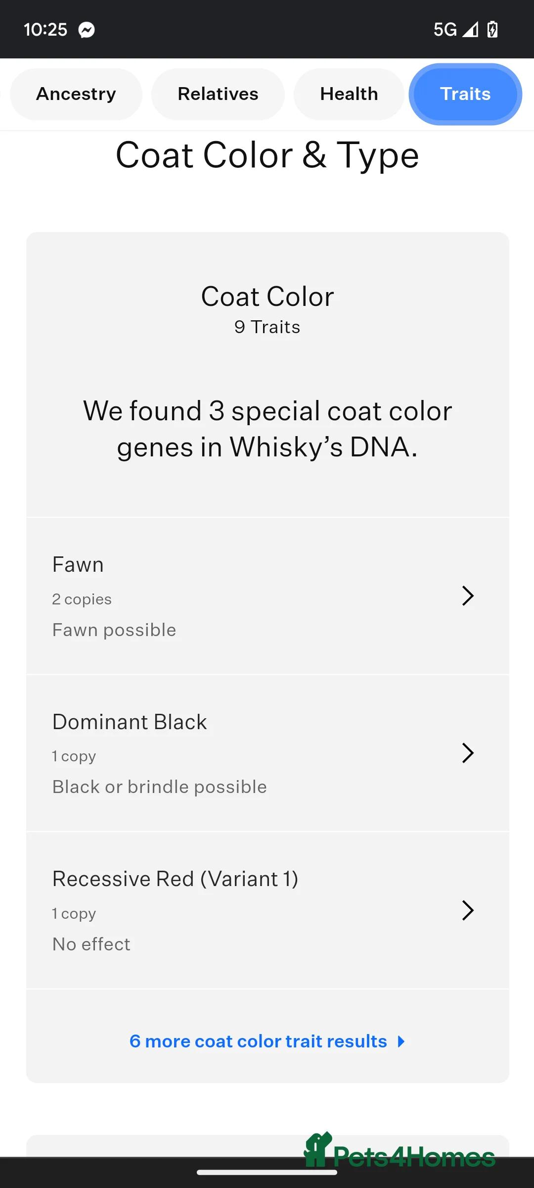 Shih Tzu dogs for stud: Kc reg shih tzu full DNA health tested in Chester-le-Street - Advert 15