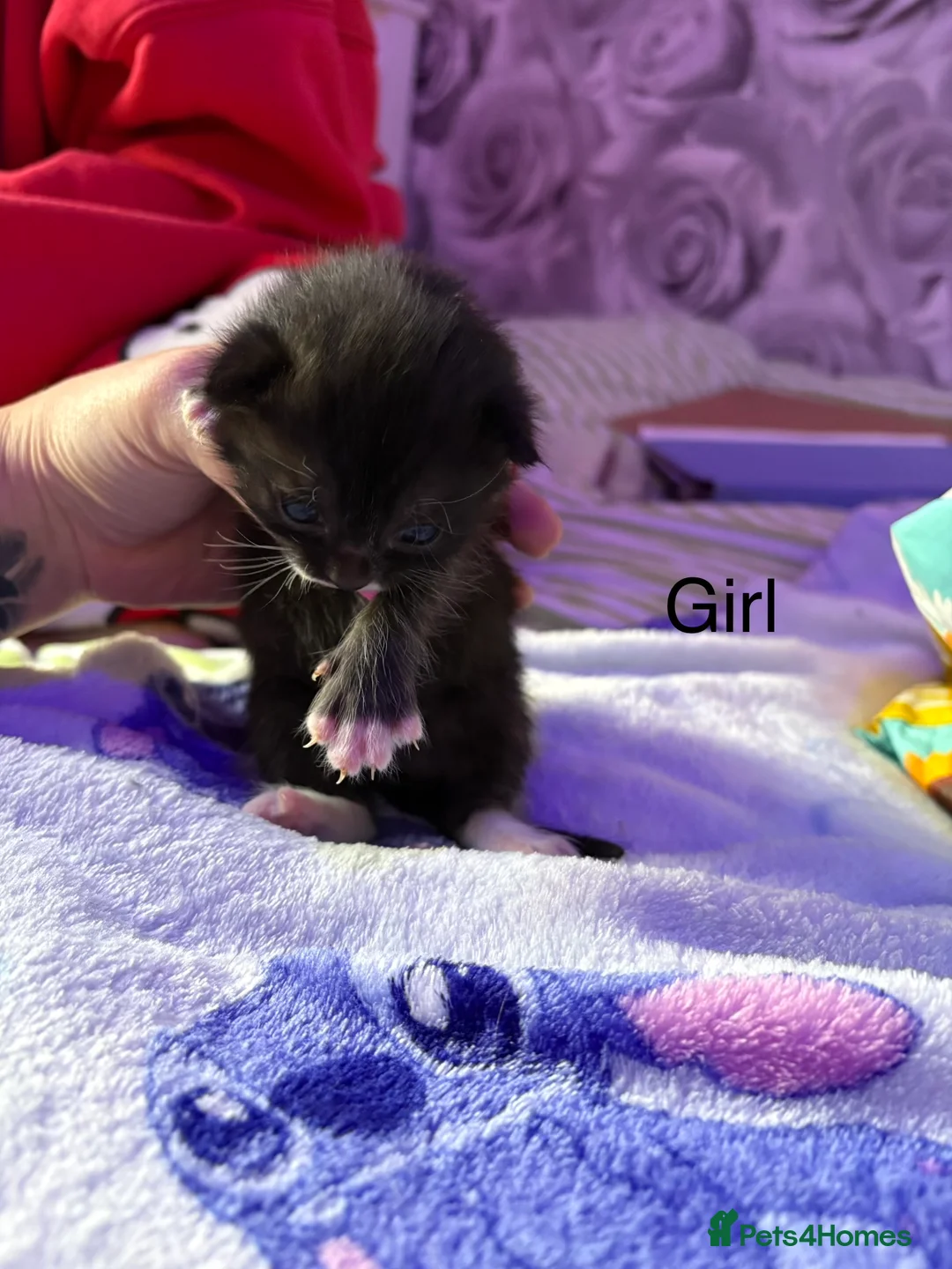 Mixed Breed cats for sale: female & male kittens for sale  - Advert 5