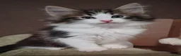 Norwegian Forest Cat cats for sale: Beautiful pedigree Norwegian Forest kittens  - Advert 28