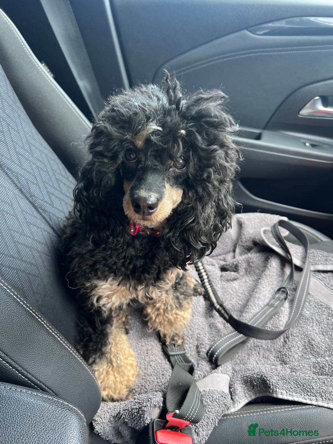 Toy Poodle dogs for sale: KC Tiny Perfect phantom poodles + colours  - Image 13