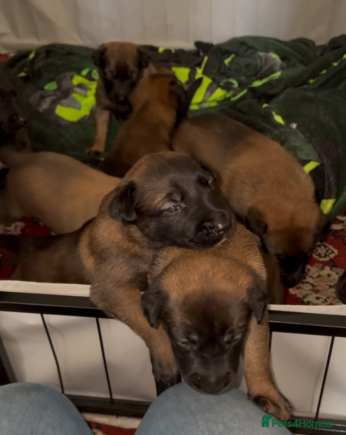 Belgian Shepherd Dog dogs for sale: **READY NOW** Belgian Mallinois Pups - Advert 20