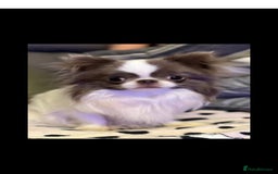 Chihuahua dogs for sale: Kc registered chihuahua boys - Image 8